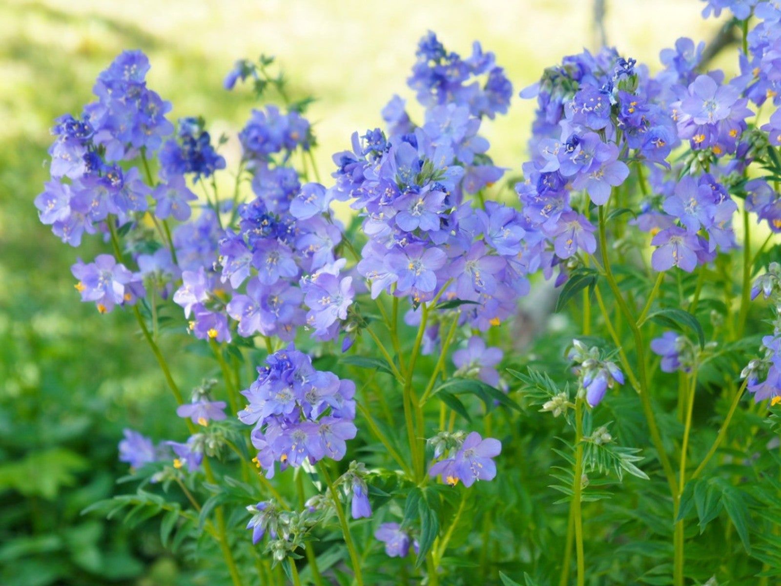Semi di Fiore JACOBS LADDER: Piante Rampicanti Premium per Spazi di Giardino Verticale