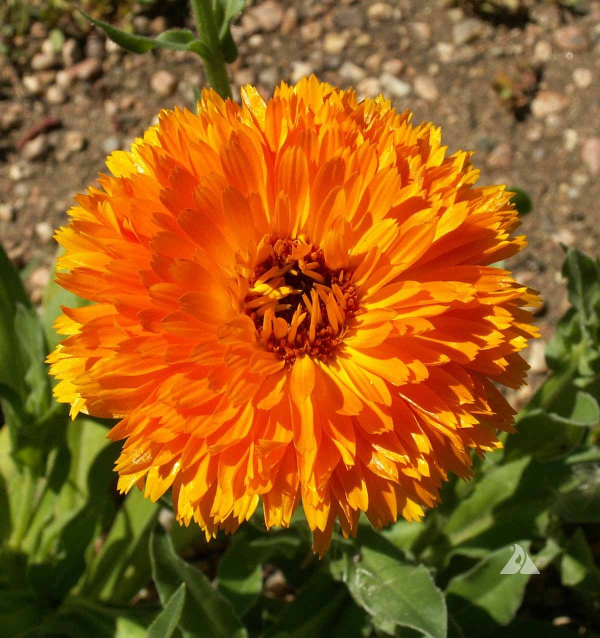 Bright Orange Calendula Flower Seeds ,Vibrant Blooms, Non-GMO