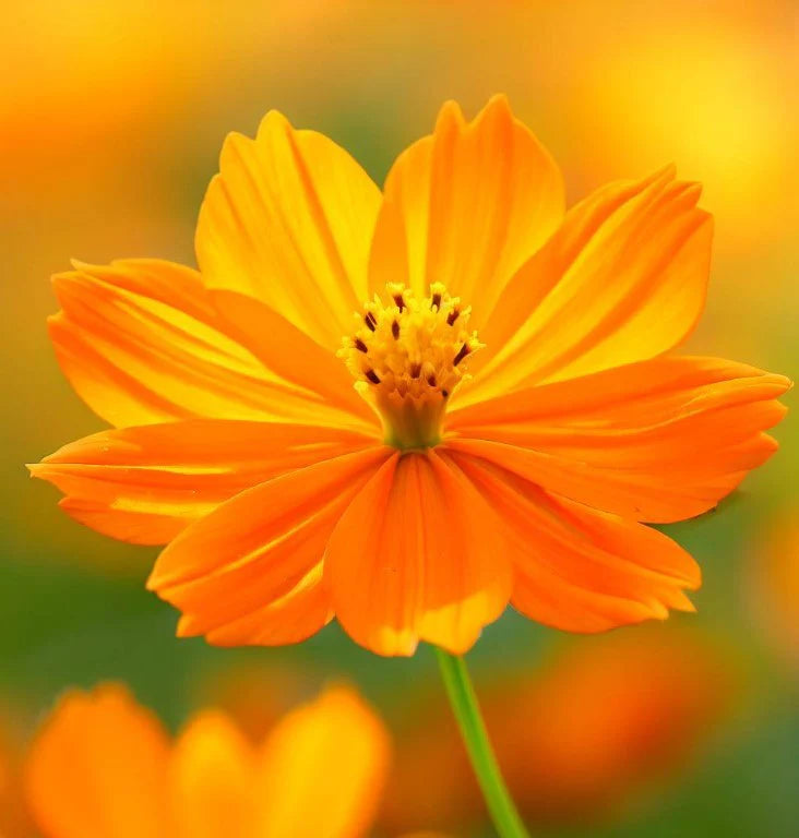 Graines de fleurs Cosmos jaune doré, floraisons éclatantes pour un jardin vivant