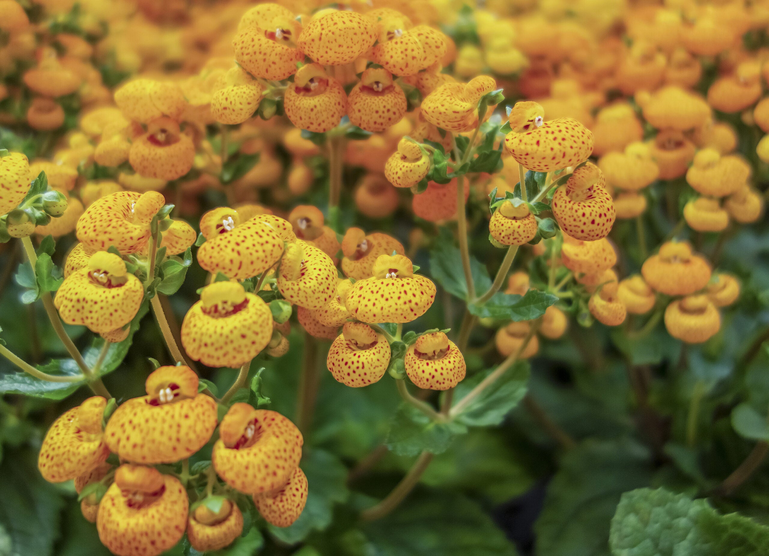 Semillas de flor Calceolaria integrifolia, cultivando flores hermosas y resistentes para tu jardín