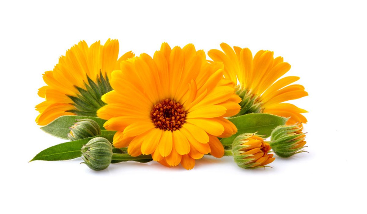 Semi di Fiore di Calendula Giallo Dorato, Fiori Radianti, Non OGM