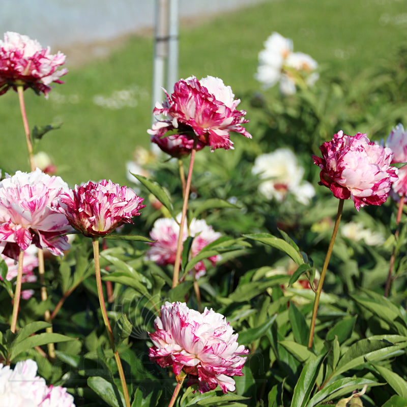Viele Erbstück-Pfingstrosensamen - Candy Stripe Paeonia Lactiflora Blumensamen zum Anpflanzen