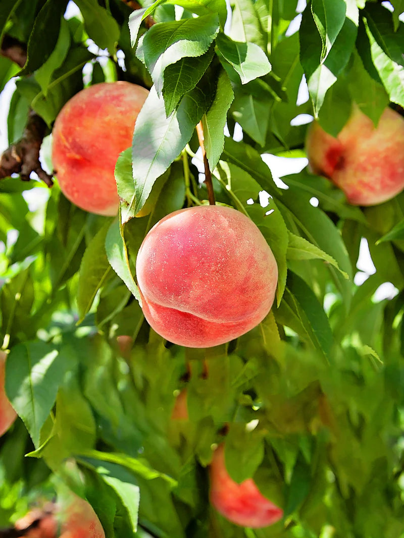 Prunus persica tree with ripe peaches ready for harvest