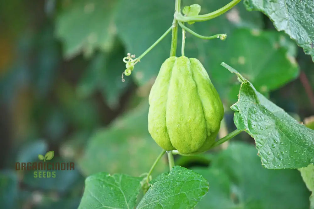 High-quality Chayote seeds climbing vine outdoor growing