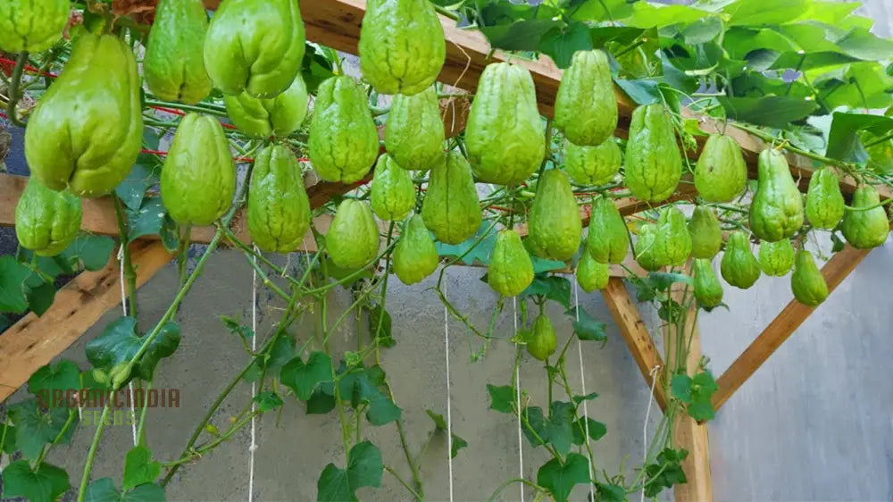 Chayote seeds for planting in well-draining fertile soil