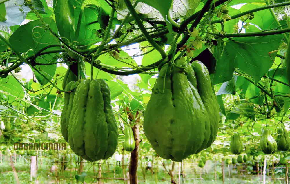 Chayote seeds climbing vine support trellis gardening tips