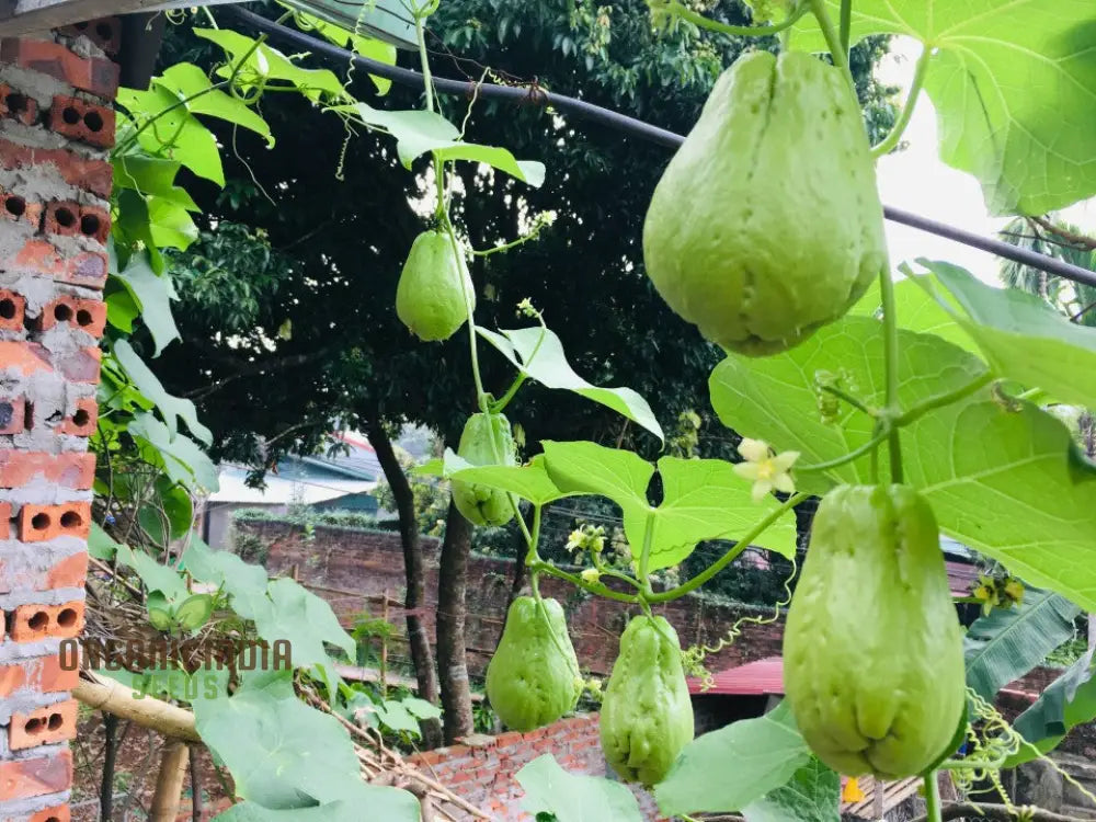 Organic Chayote seeds for edible landscaping and cuisine