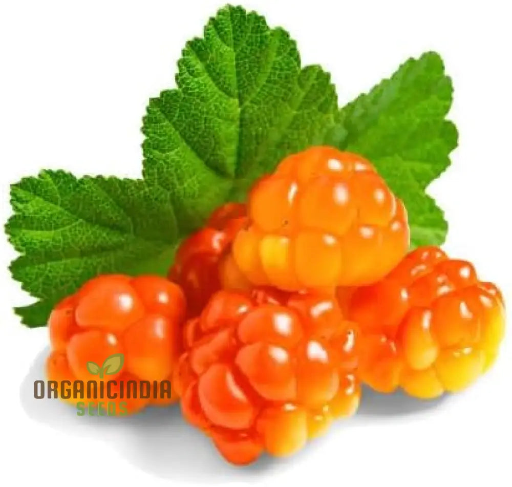 Cloudberry seeds Rubus chamaemorus sweet fruit home garden