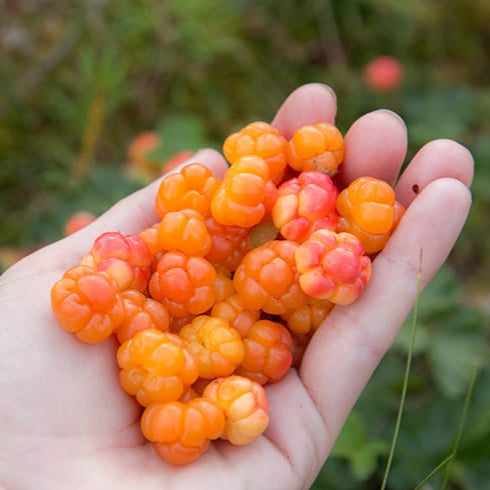 Cloudberry seeds easy germination perennial fruit plant