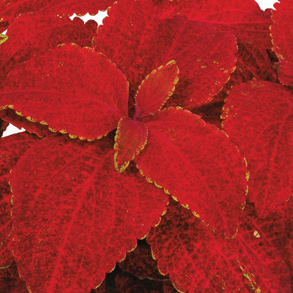 Coleus Superfine Rainbow Volcano Seeds, Fiery Red & Orange Foliage for Bold Garden Displays