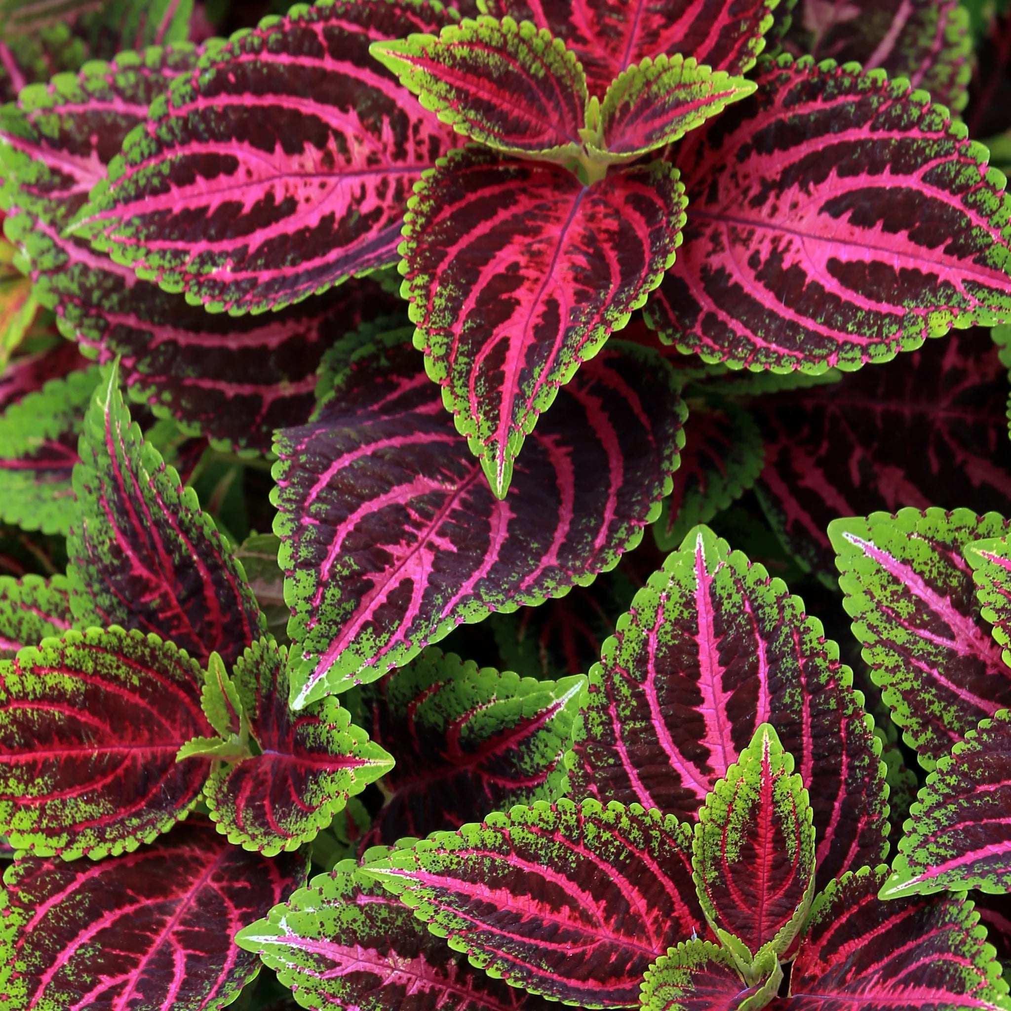 Semillas de Coleus Dragón Negro Semillas de Flor Hermosa y Extática para Jardín Bonsái
