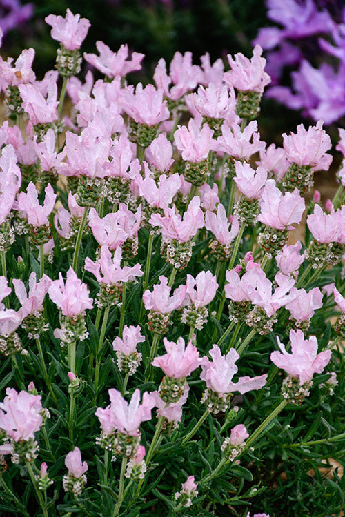 Semillas de lavanda rosa rubor – flores pastel suaves para jardines fragantes y ramos