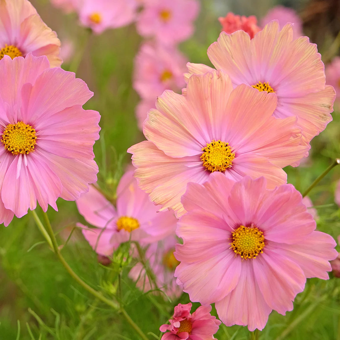 Peach & Rose Cosmos Flower Seeds , Elegant Blooms for a Stunning Garden