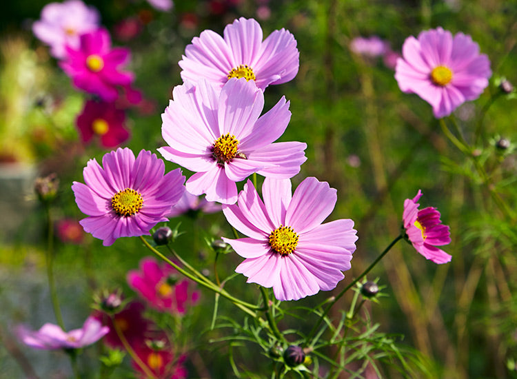 Graines de fleurs Cosmos rose doux, floraisons délicates et charmantes pour le jardin