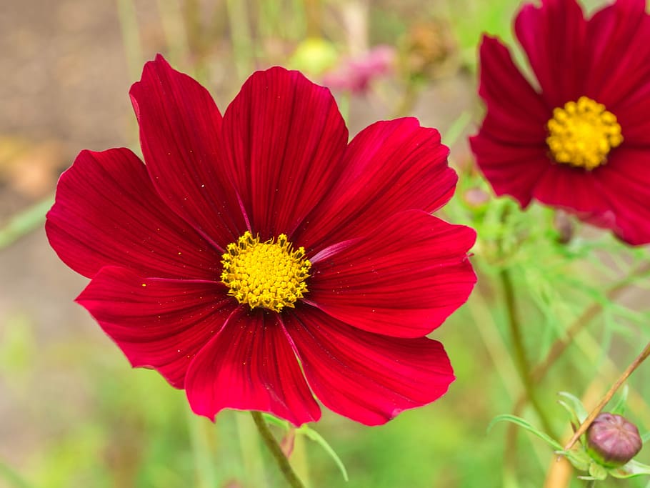 Graines de fleurs Cosmos rouge profond, floraisons audacieuses et frappantes pour votre jardin