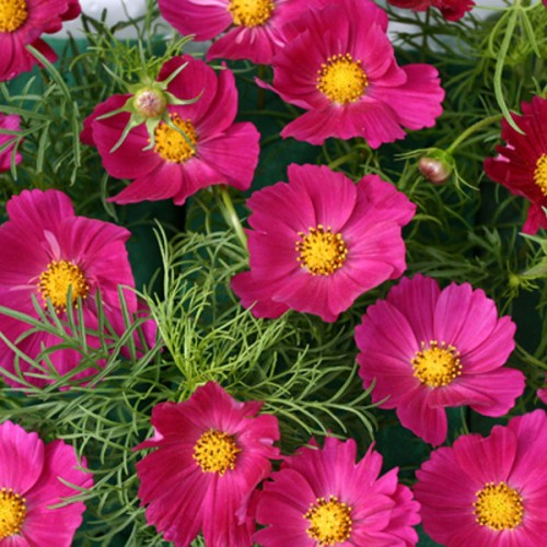 Graines de fleurs Cosmos rose vif, floraisons de jardin vibrantes et accrocheuses