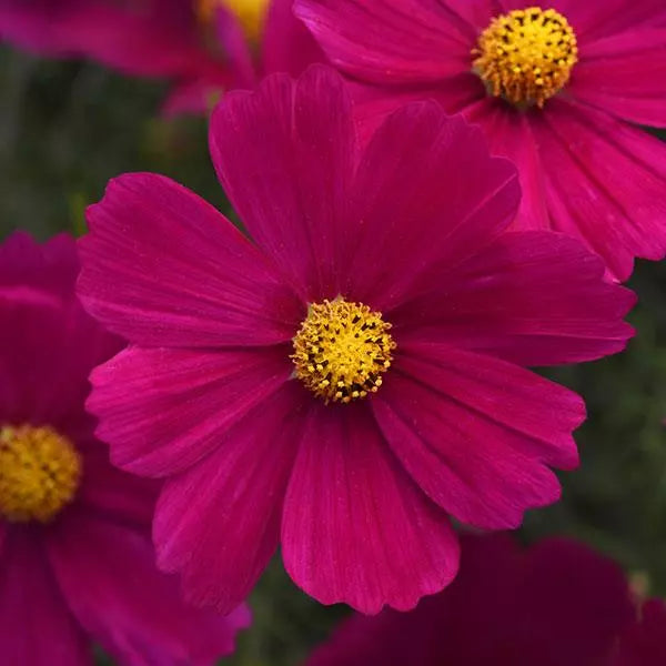 Graines de Fleur Cosmos Magenta, Floraisons Audacieuses et Frappantes pour Votre Jardin