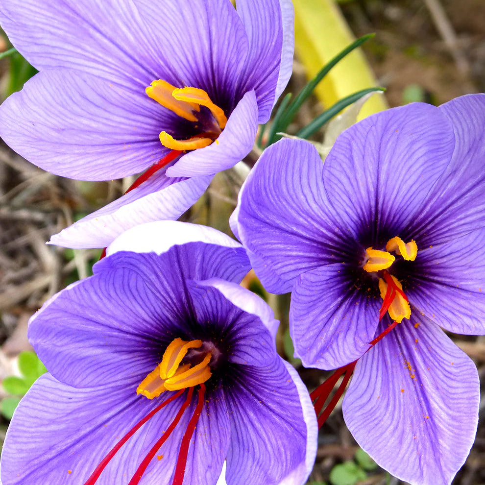 Saffron Flower bulbs, Crocus Sativus Corms (3 Bulbs for Planting)