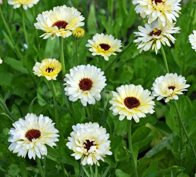 Semi di Fiore di Calendula Bianco Cremoso, Fiori Eleganti, Non-OGM
