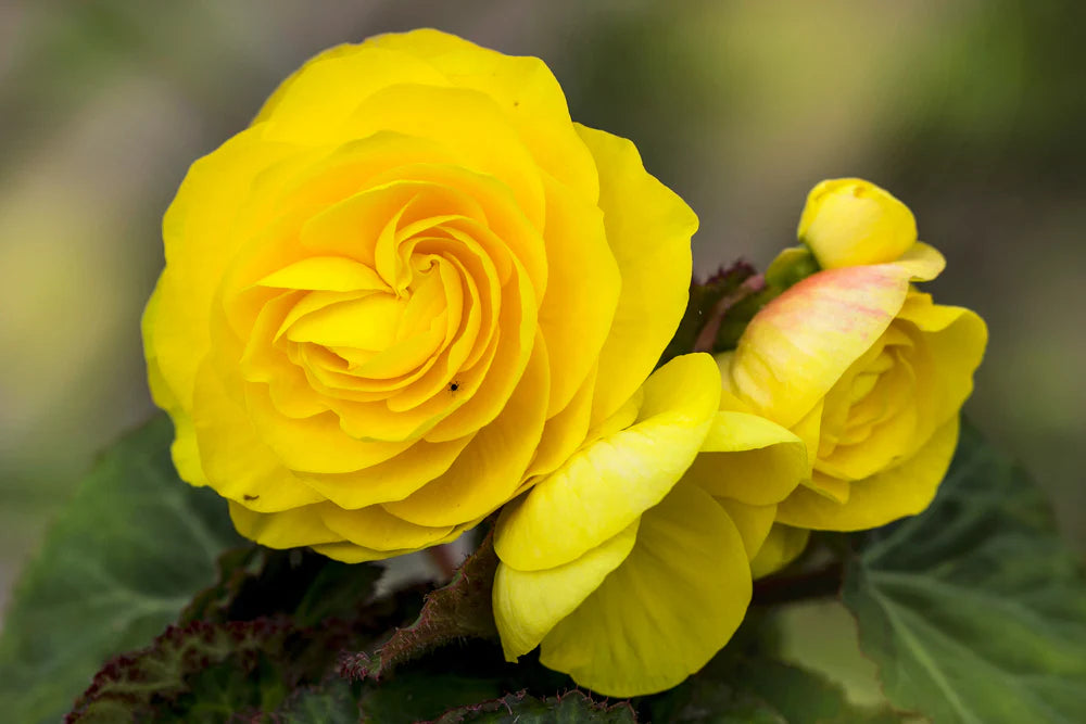 Graines de fleur de bégonia jaune, floraisons éclatantes, facile à cultiver, non-OGM