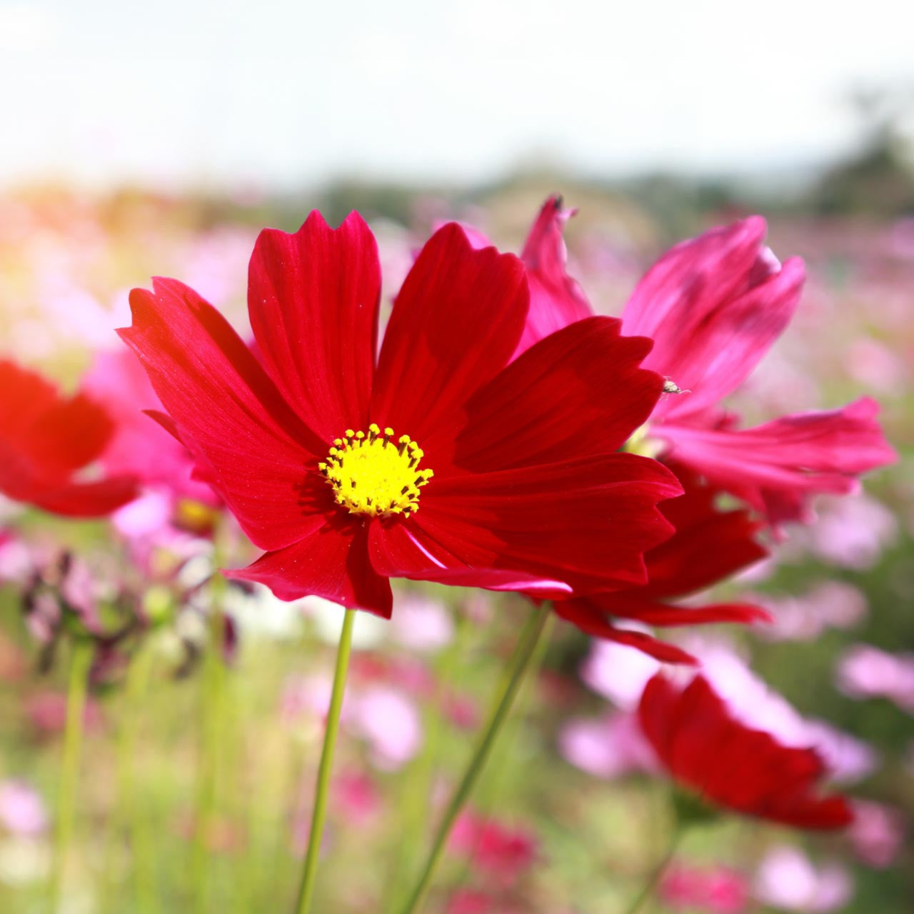 Graines de fleurs Cosmos rouge profond, floraisons audacieuses et frappantes pour votre jardin