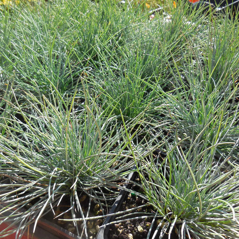 Semillas de césped ornamental Festuca azul, perenne, tolerante a la sequía, sol o sombra