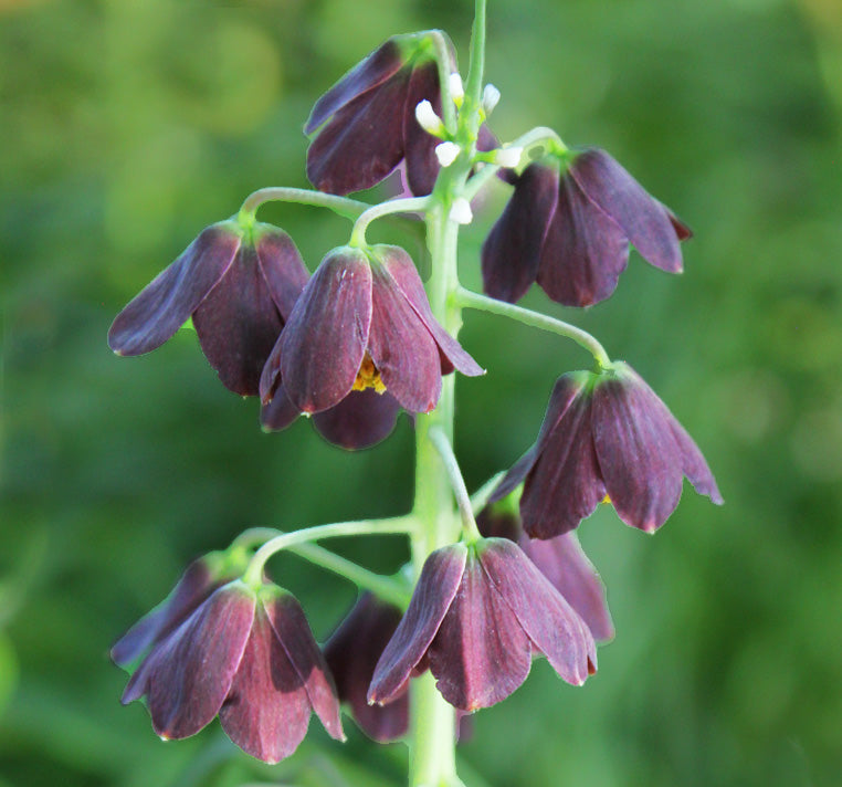 Ampoule Fritillaria persica, Clochettes Prunes Une des fleurs les plus magnifiques