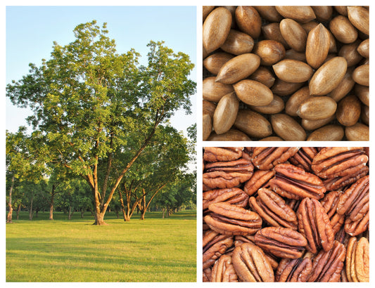 Hardy Pecan Tree Seeds