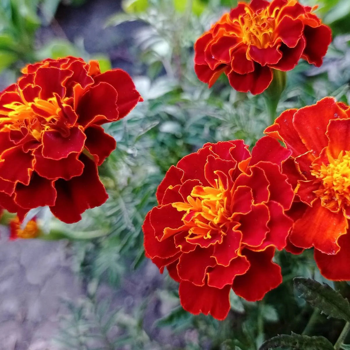 French Marigold (Tagetes patula) Seeds, Compact and Vibrant Blooms for Gardens