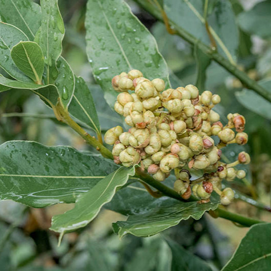 Laurel Herb Seeds for Planting - 100 pcs - Plant Seeds