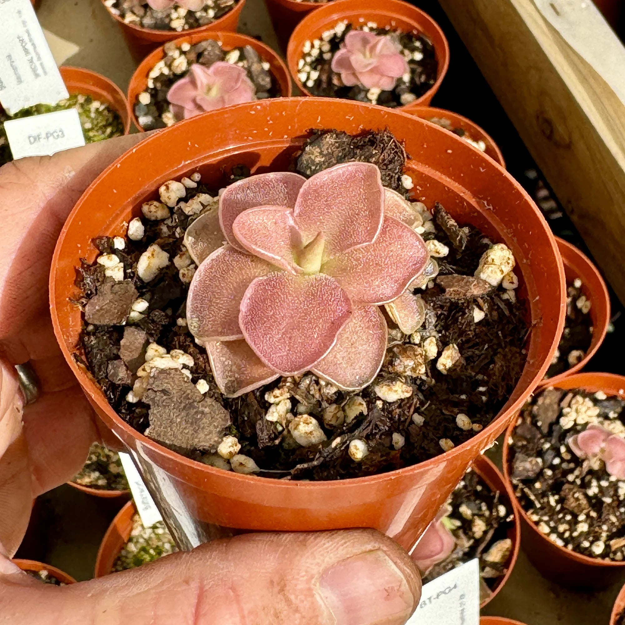 Semi di pianta carnivora Butterwort