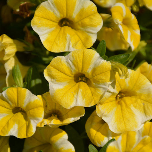 Semillas de Calibrachoa Superbells Lemon Slice, vibrantes, anual trepador para contenedores y cestas colgantes