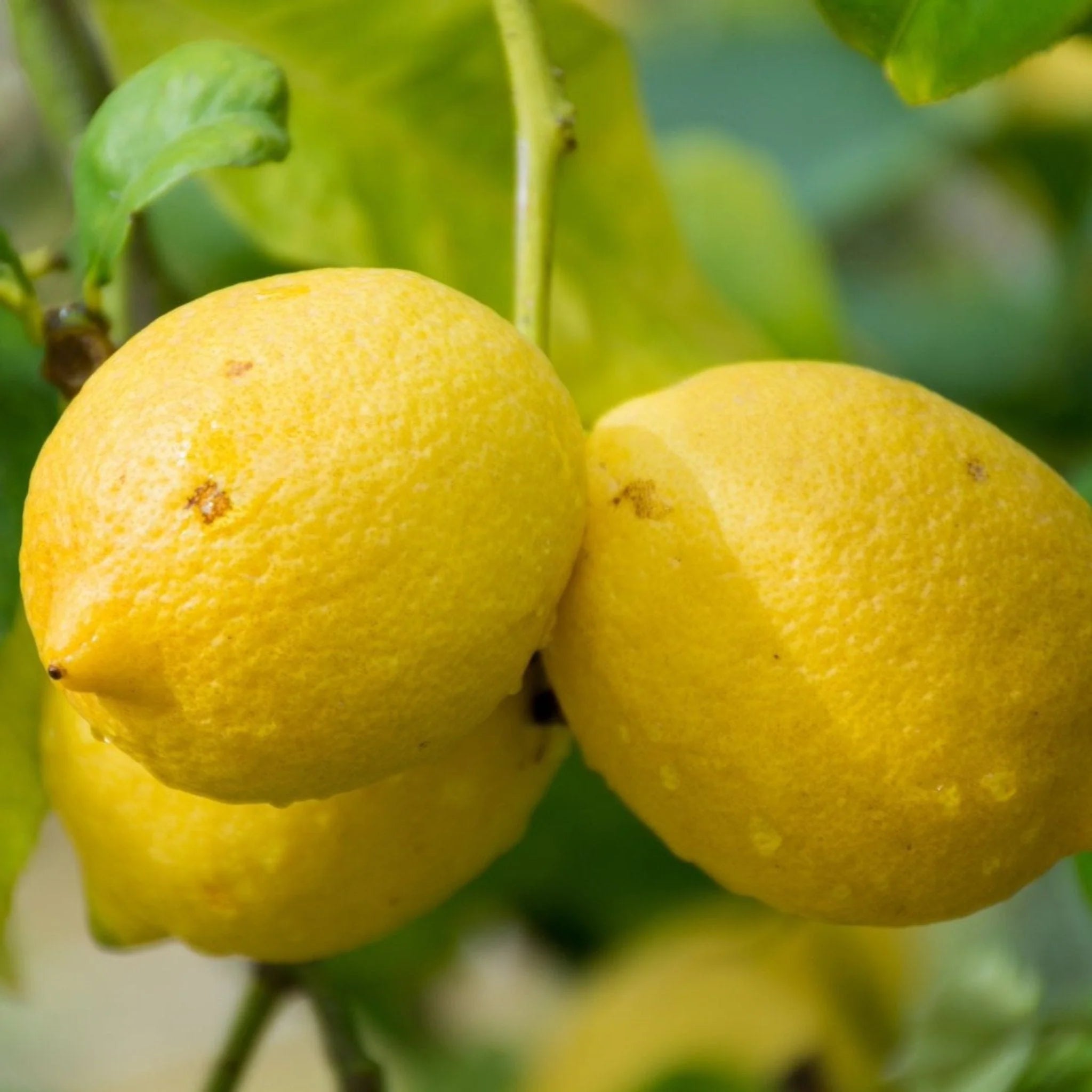 Graines de citron de Gênes pour la plantation – Cultivez des arbres d'agrumes savoureux à la maison