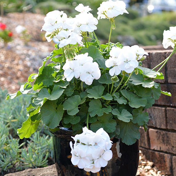 White Geranium Flower Seeds , Elegant Pure Blooms, Easy to Grow, Non-GMO