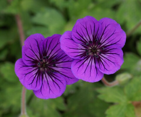 Mauve Geranium Flower Seeds , Soft Elegant Blooms, Easy to Grow, Non-GMO