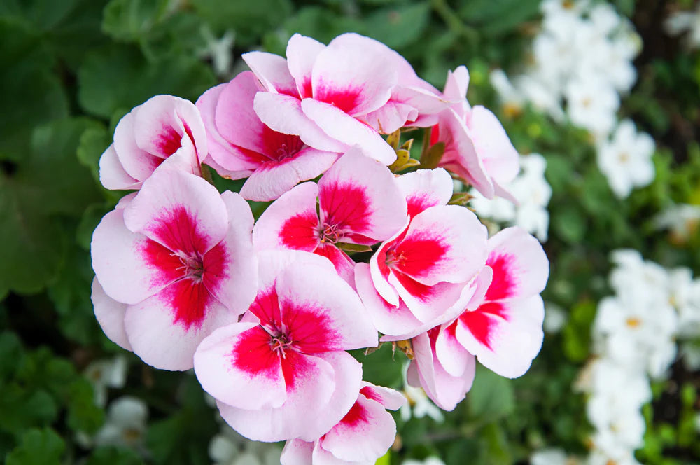 Pink & White Geranium Flower Seeds, Beautiful Bi-Color Blooms, Non-GMO