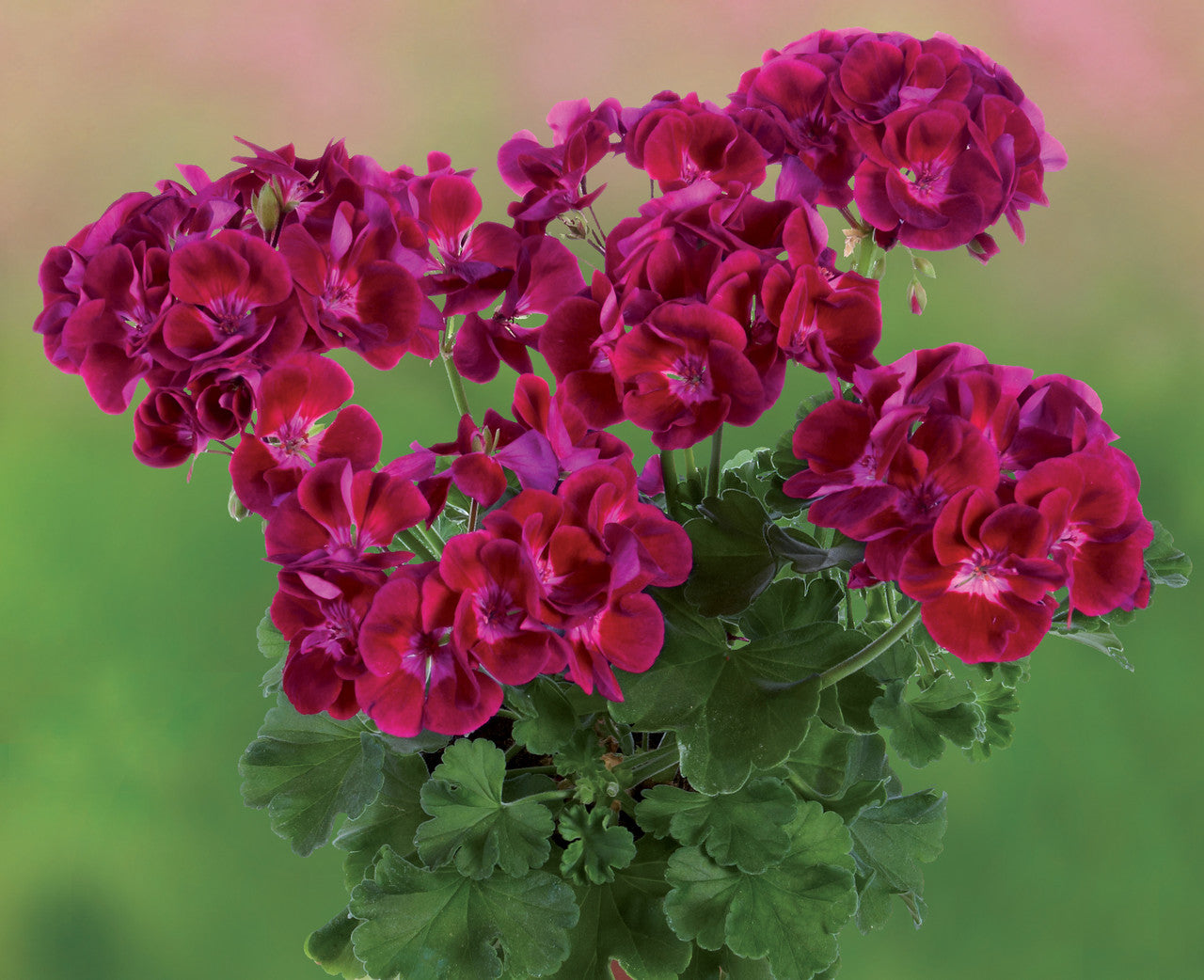 Semi di Fiore di Geranio Borgogna, Fioriture Ricche e Vellutate, Facili da Coltivare, Non OGM