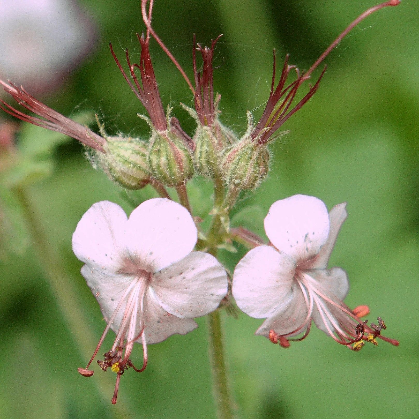 Geranium Macrorrhizum seeds for planting