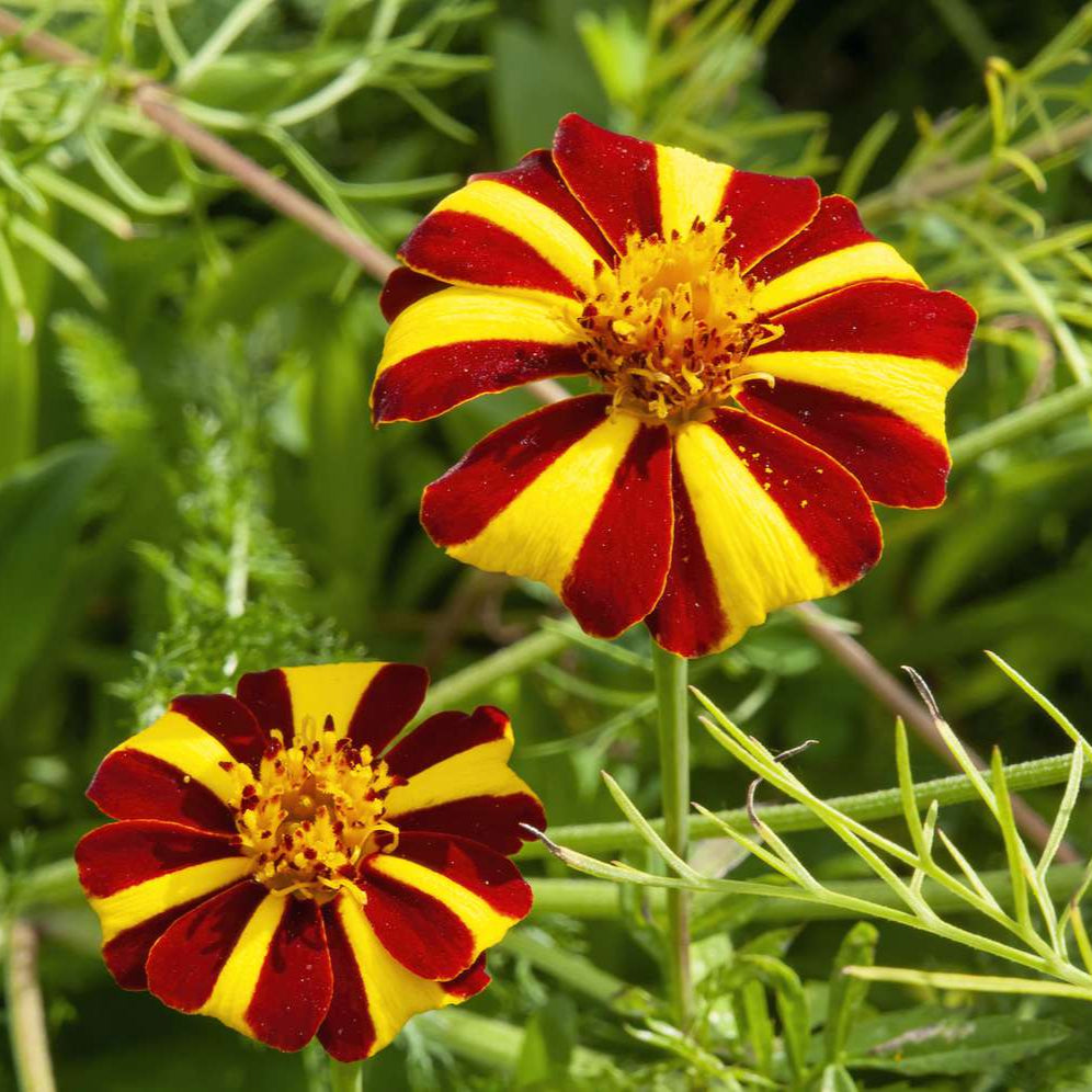 Semillas de caléndula amarilla con rayas rojas, flores bicolores únicas para jardines