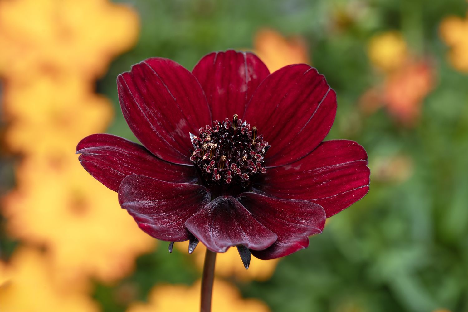 Semi di Fiore Cosmos Marrone Cioccolato, Fioriture da Giardino Rare e Uniche