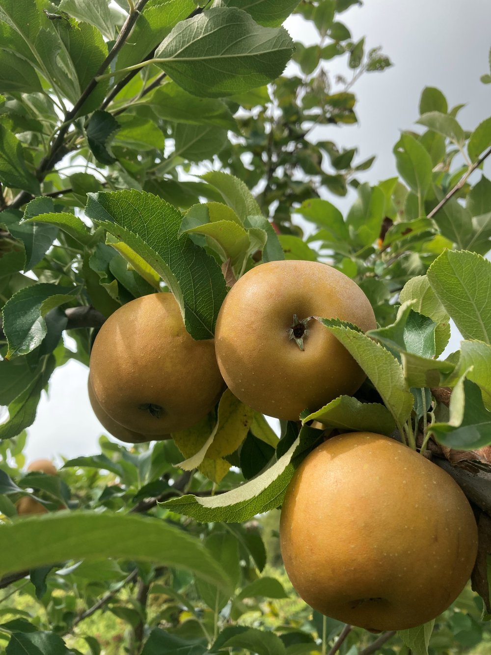Semillas de manzana Golden Russet para plantar – manzanas heredadas dulces, crujientes y aromáticas