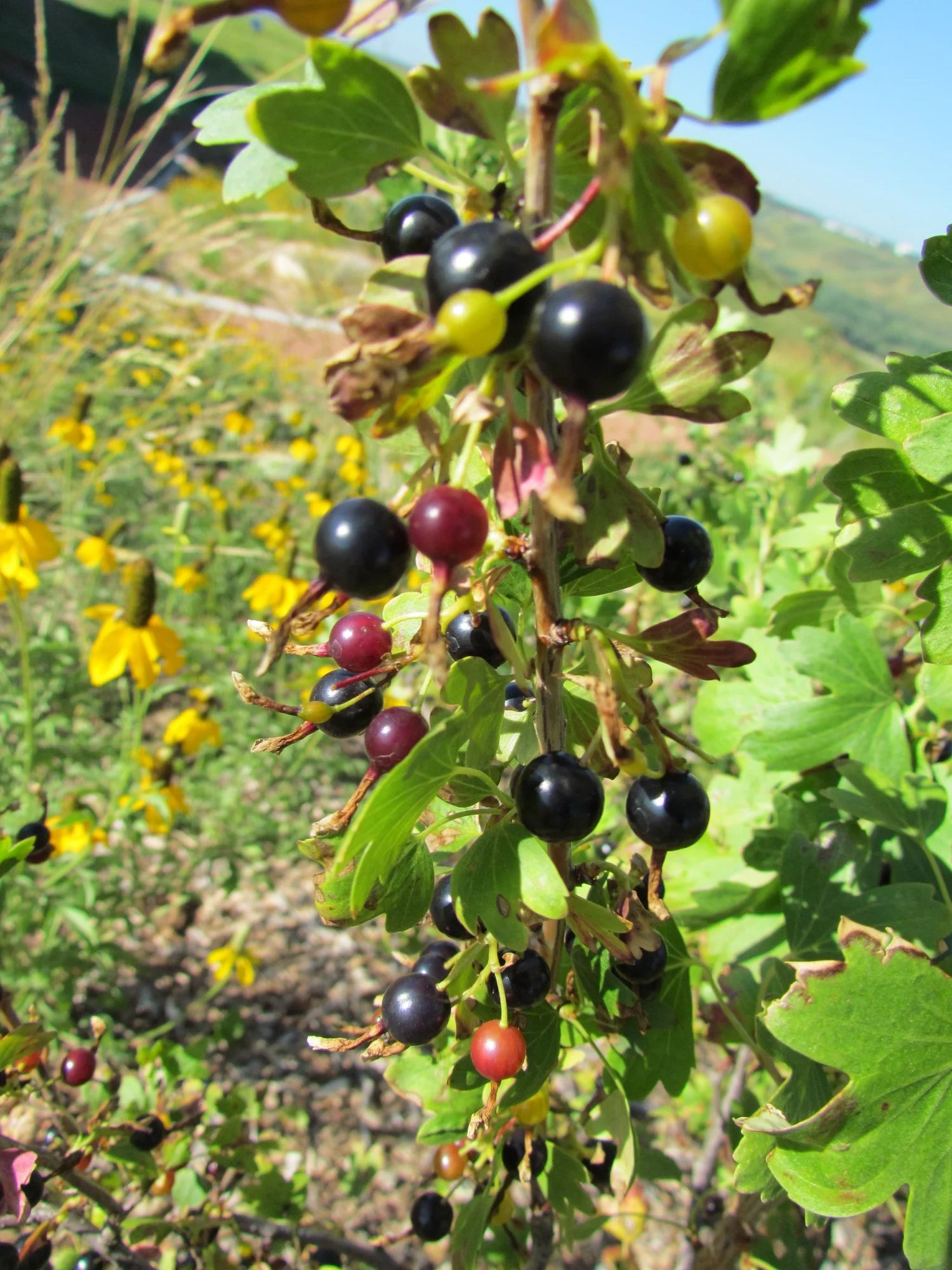Graines d'arbuste de groseille dorée