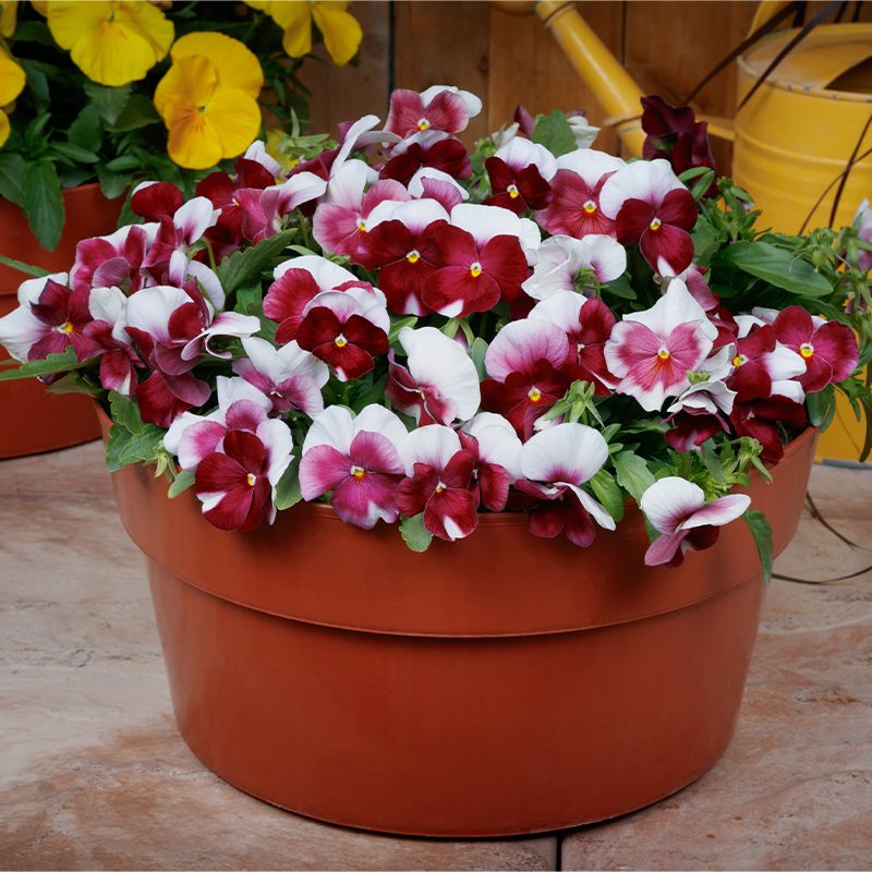 Graines de fleurs de pensée rouge et blanche, fleurs bicolores saisissantes, non-OGM