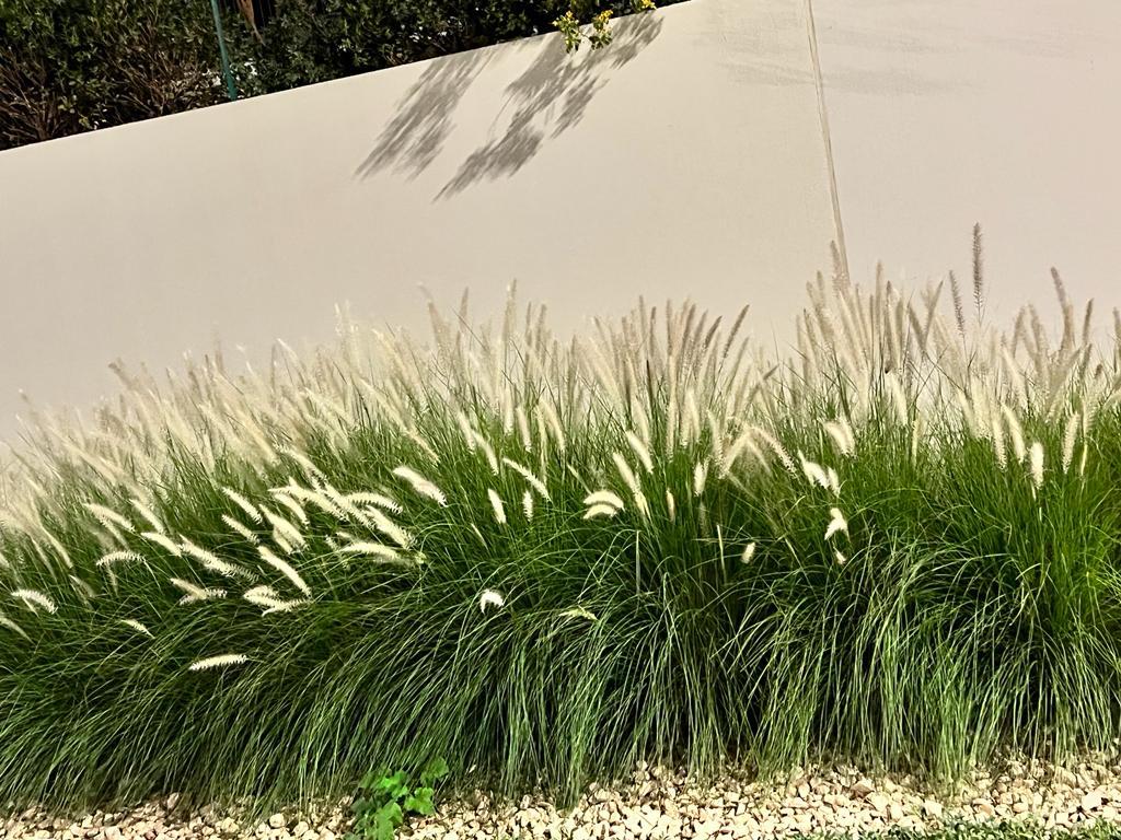 Semillas de flores ornamentales de Pennisetum villosum, hierba de fuente blanca