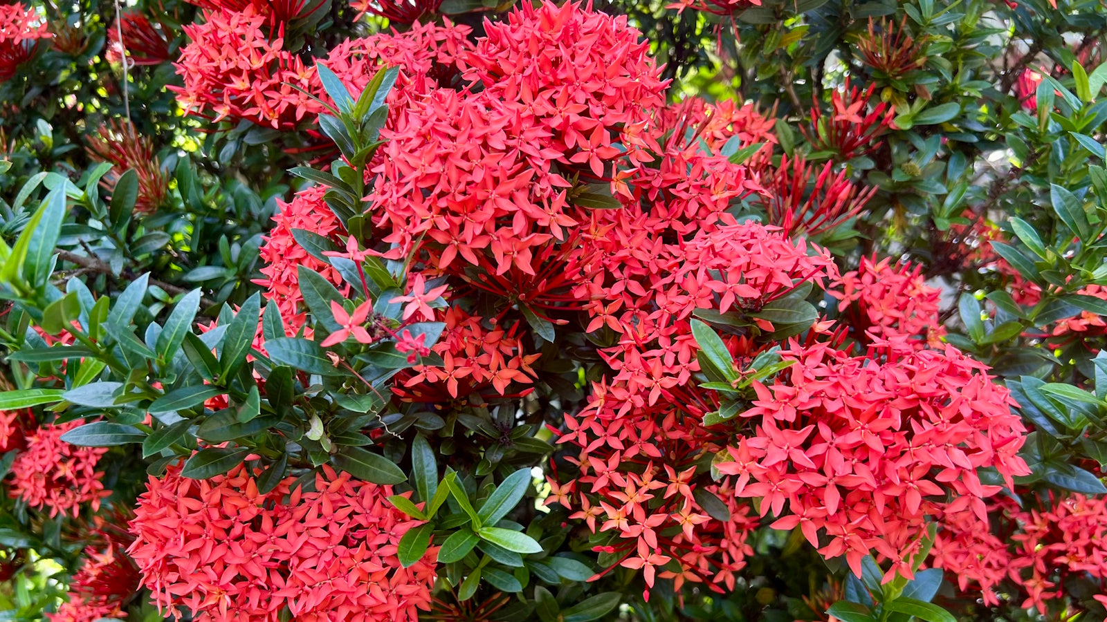 Semillas de flor Ixora – Variedad tropical para plantación vibrante en el jardín