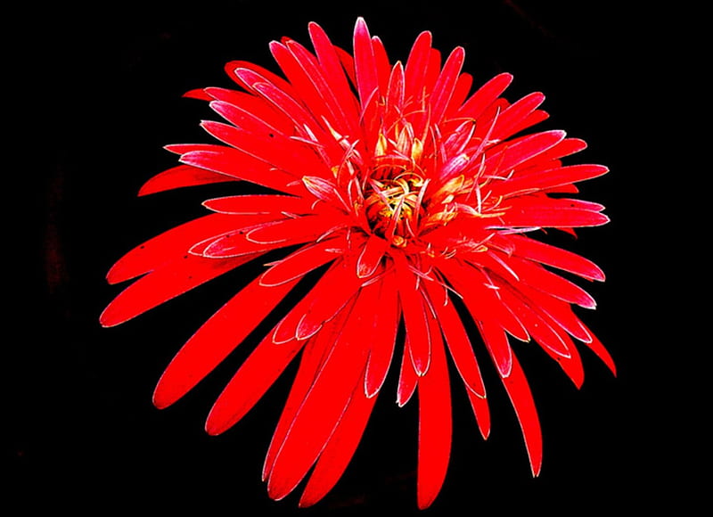 Graines de fleurs de calendula rouge rouille, floraisons audacieuses et vibrantes, non-OGM