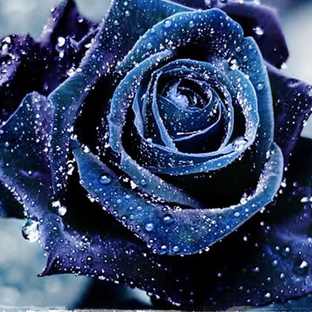 Purple Blue Rose Seeds For Planting