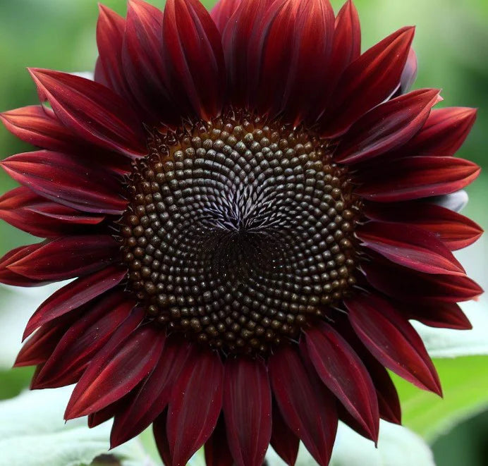 Semillas de Girasol Marrón Chocolate – Flores Profundas y Aterciopeladas para Jardines Únicos
