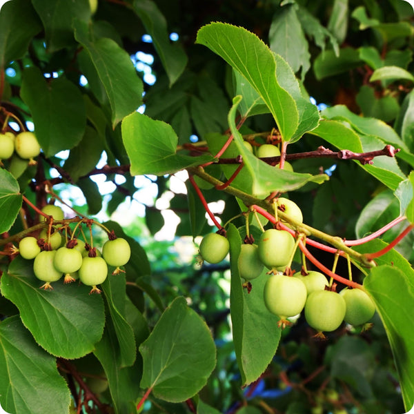 Vid de Kiwi Bower (Actinidia arguta) – Semillas