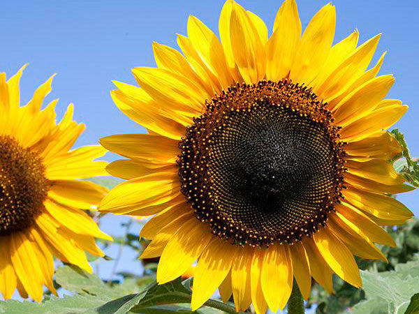Semillas de Girasol Común (Helianthus annuus) – Flores Doradas Clásicas para Jardines